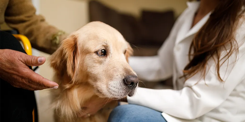 Exploring the Therapeutic Role of Service Dogs in Anxiety Management ...